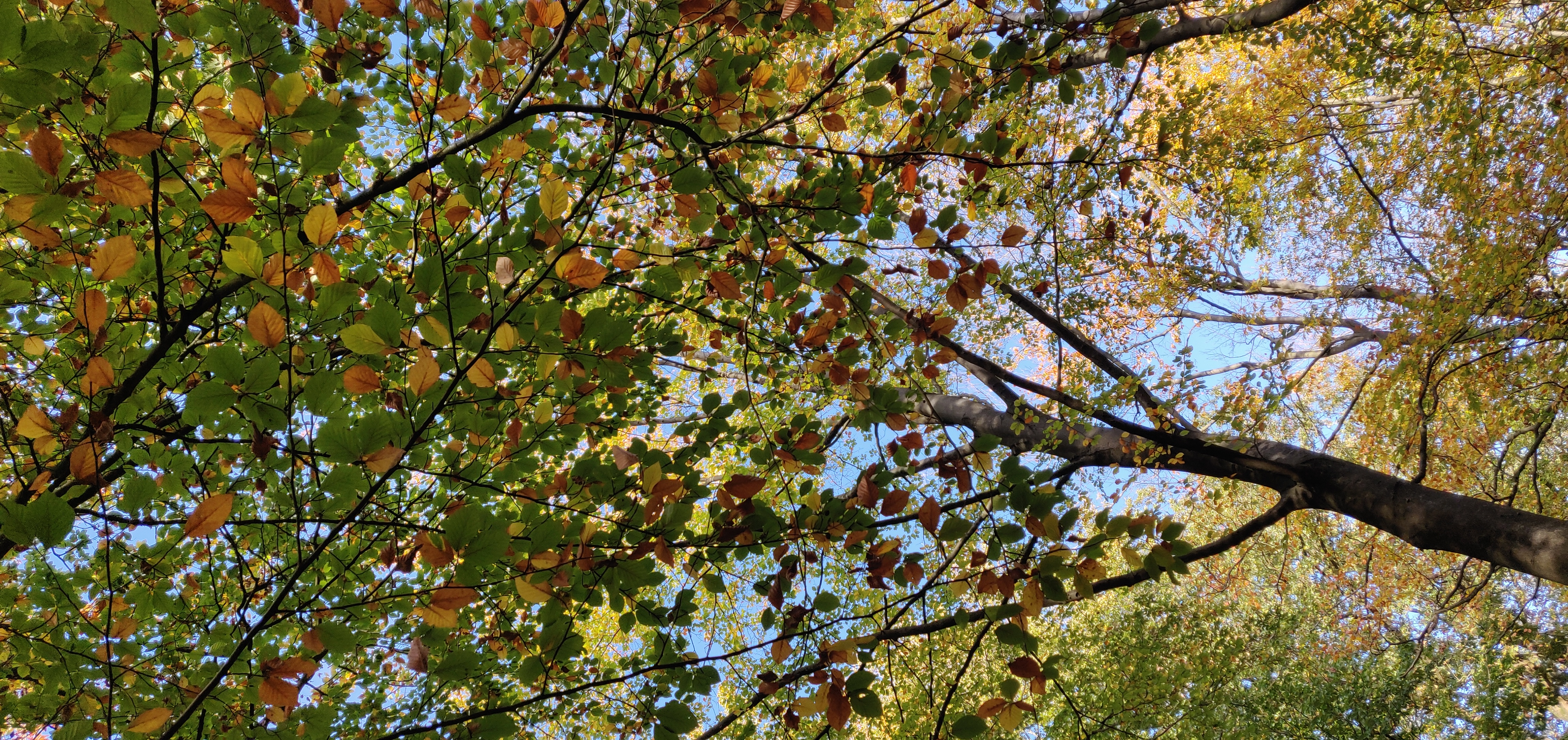 herfst