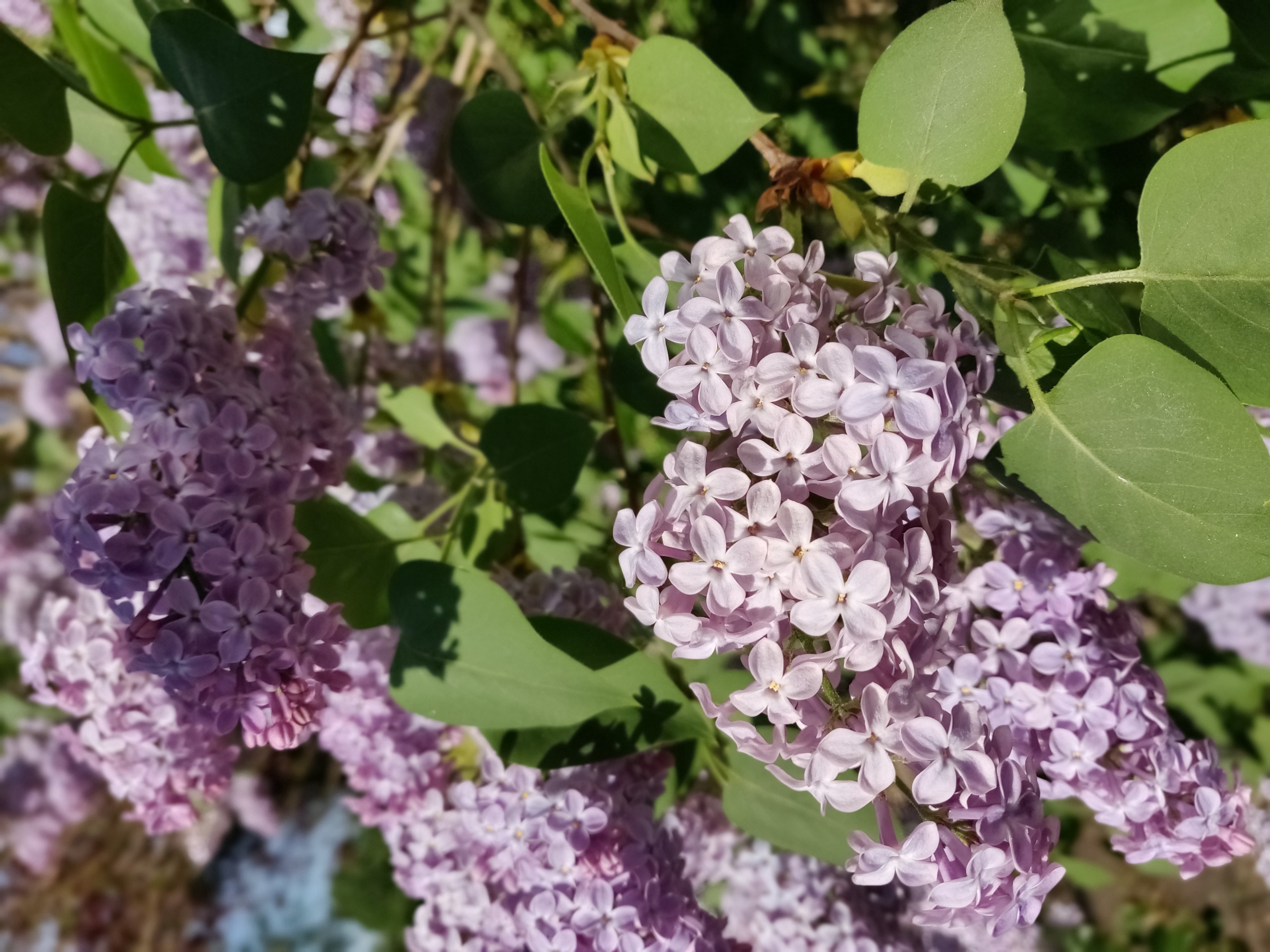 lente