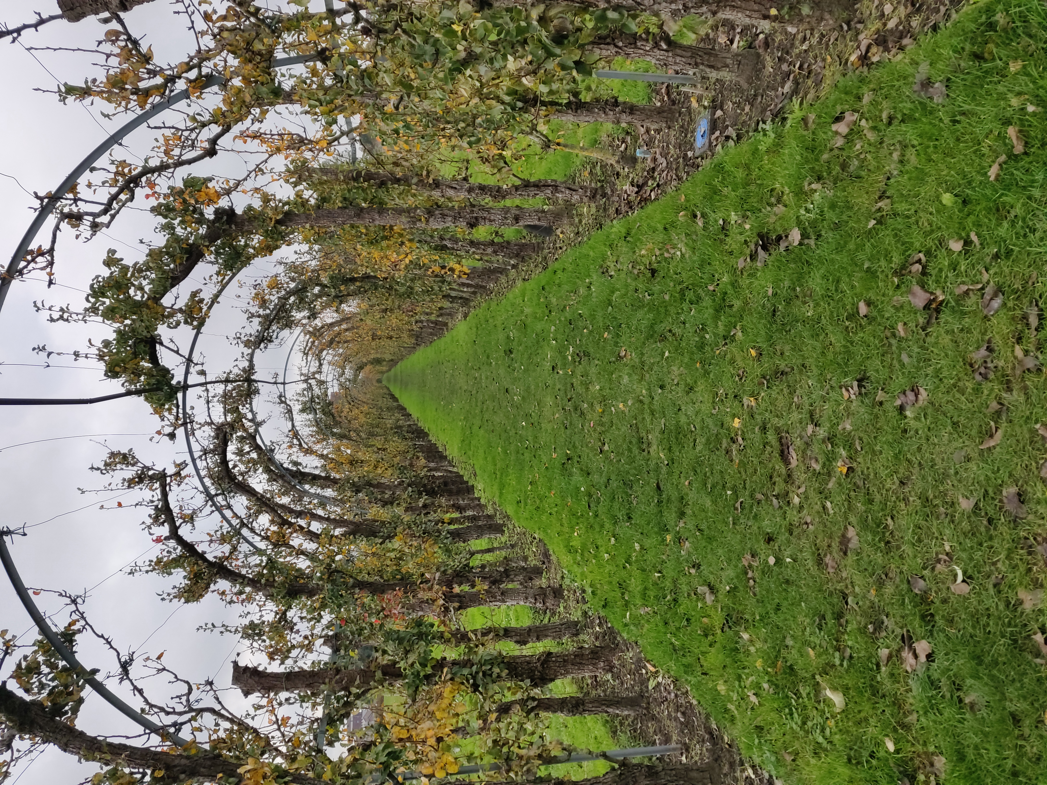 perenlaantje